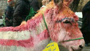 israel_US_donkey_small.jpg