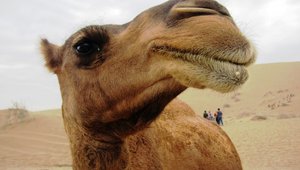 camel_11252017.jpg