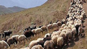 sheep_12142017.jpg
