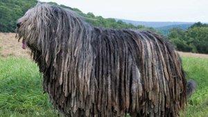 dogs_12162017.jpg