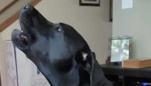 dog_010118.jpg