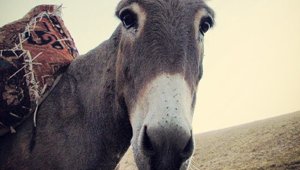 olagh_022218.jpg