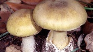 mushrooms_052118.jpg