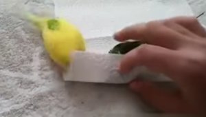 dead_bird0023.jpg