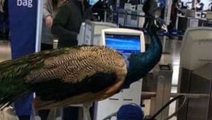 peacock_020218.jpg