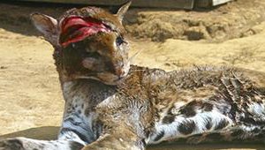 wildcat_032818.jpg