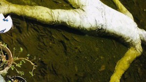 decor_011319.jpg
