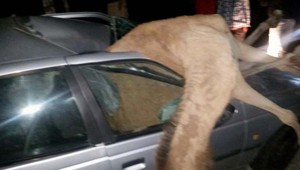 camel_020119.jpg
