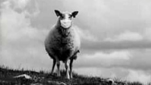 sheep_031320.jpg