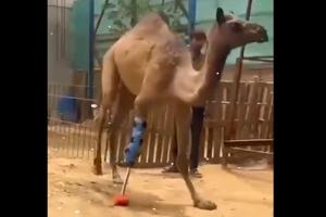 camel.jpg