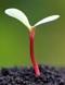 sprout.jpg