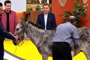 irib.jpg