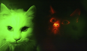 glowing-cat-2.jpg